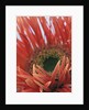 Gerbera Daisy by Anonymous