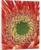 Sepals From a Gerbera Daisy by Anonymous