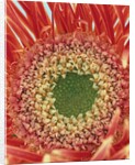 Sepals From a Gerbera Daisy by Anonymous