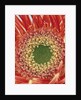 Sepals From a Gerbera Daisy by Anonymous