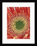 Sepals From a Gerbera Daisy by Anonymous