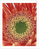 Sepals From a Gerbera Daisy by Anonymous