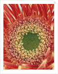 Sepals From a Gerbera Daisy by Anonymous