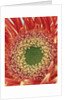 Sepals From a Gerbera Daisy by Anonymous