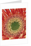 Sepals From a Gerbera Daisy by Anonymous