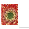 Sepals From a Gerbera Daisy by Anonymous