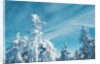 Trees Covered in Snow by Anonymous