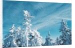 Trees Covered in Snow by Anonymous