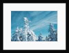 Trees Covered in Snow by Anonymous