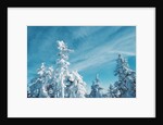 Trees Covered in Snow by Anonymous