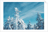 Trees Covered in Snow by Anonymous