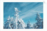 Trees Covered in Snow by Anonymous