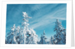 Trees Covered in Snow by Anonymous