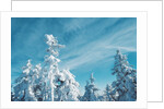 Trees Covered in Snow by Anonymous