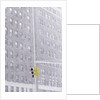 Urban Snow Scene by Anonymous