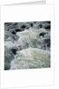 River Rapids by Anonymous