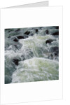 River Rapids by Anonymous