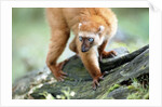 Blue Eyed Lemur by Anonymous
