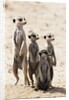 Meerkats by Anonymous