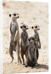 Meerkats by Anonymous
