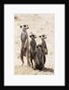 Meerkats by Anonymous
