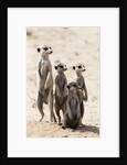 Meerkats by Anonymous