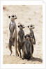 Meerkats by Anonymous