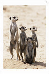 Meerkats by Anonymous