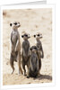 Meerkats by Anonymous