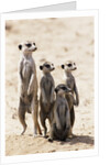 Meerkats by Anonymous