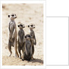Meerkats by Anonymous