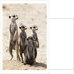 Meerkats by Anonymous
