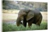 African Elephant by Anonymous