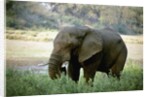 African Elephant by Anonymous
