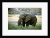 African Elephant by Anonymous