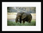 African Elephant by Corbis