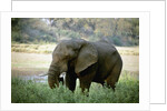 African Elephant by Anonymous