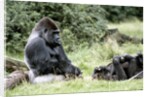 Western Lowland Gorillas by Anonymous