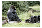 Western Lowland Gorillas by Anonymous