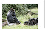 Western Lowland Gorillas by Anonymous