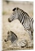 Burchell's Zebra by Anonymous