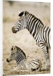 Burchell's Zebra by Anonymous