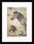 Burchell's Zebra by Anonymous