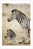 Burchell's Zebra by Anonymous