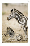 Burchell's Zebra by Anonymous