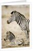 Burchell's Zebra by Anonymous