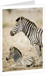 Burchell's Zebra by Anonymous