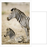 Burchell's Zebra by Anonymous