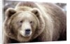 Kodiak Bear by Anonymous