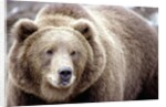 Kodiak Bear by Anonymous